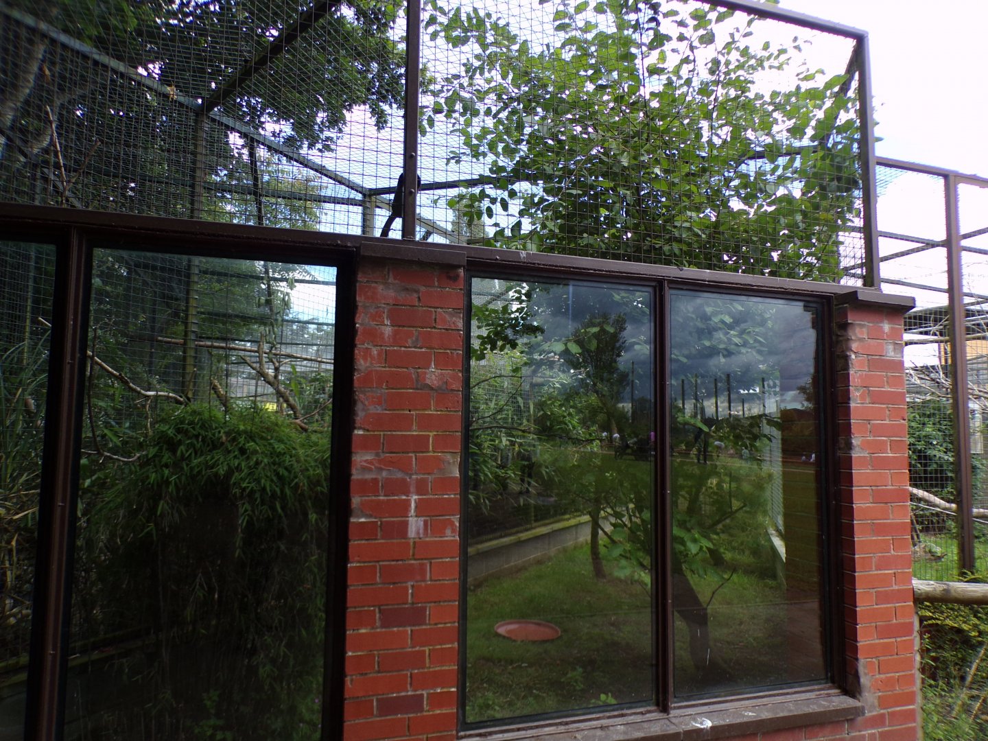 Yellow-shouldered amazon aviary 7.7.24