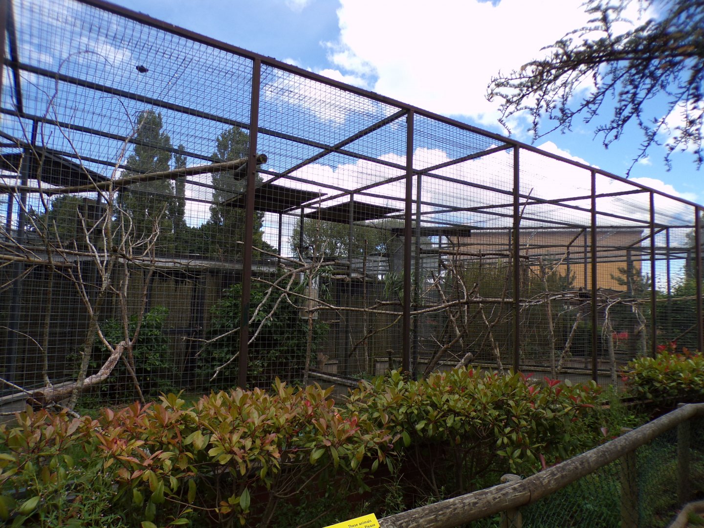 Yellow-shouldered amazon aviary 7.7.24