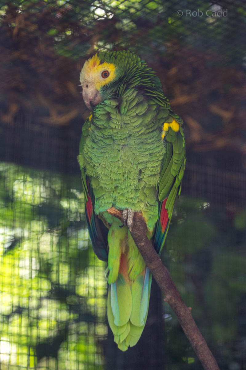 Yellow-shouldered amazon : Linton : 19 Sep 2015