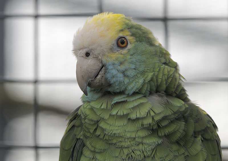 Yellow-shouldered amazon