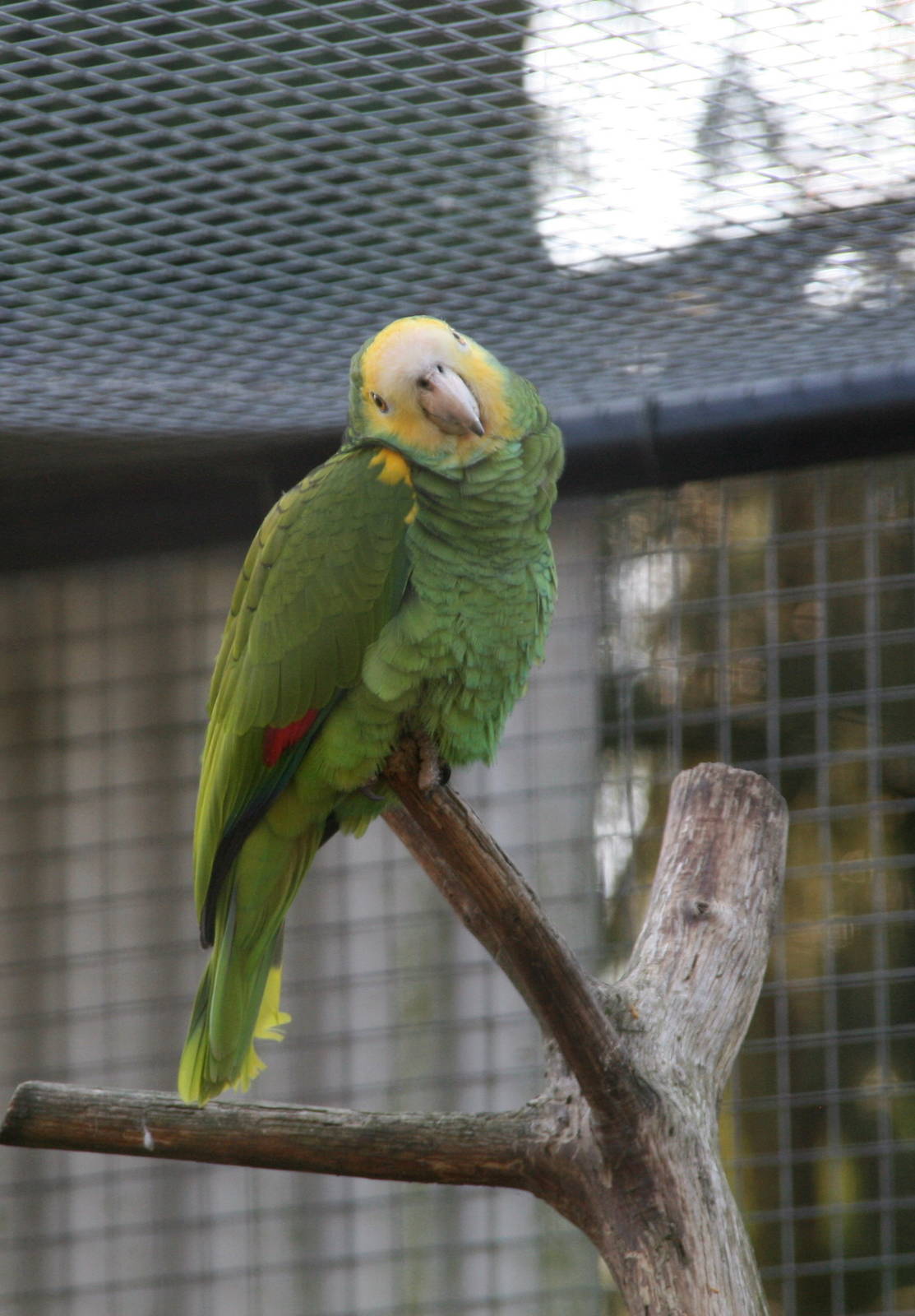 Yellow-shouldered Amazon