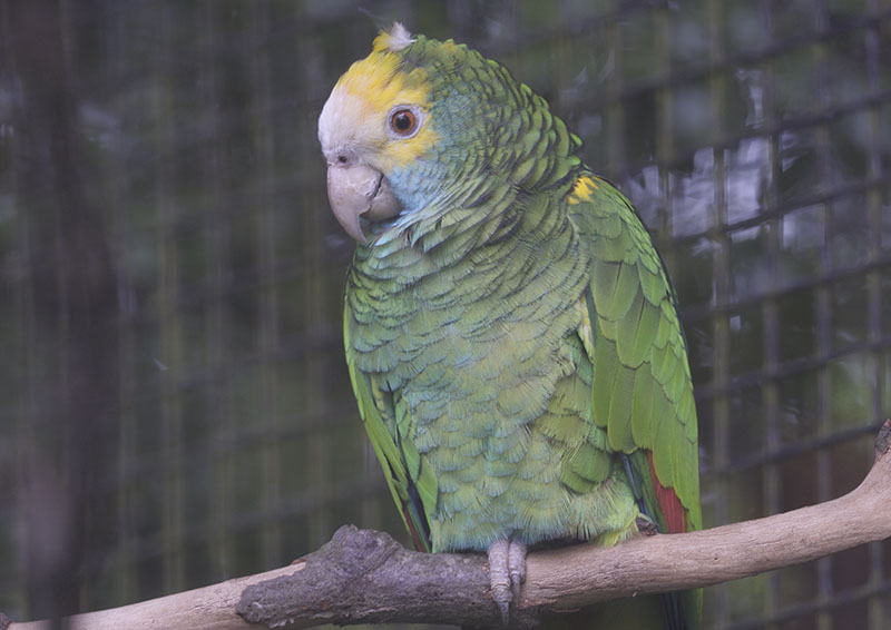 Yellow-shouldered amazon