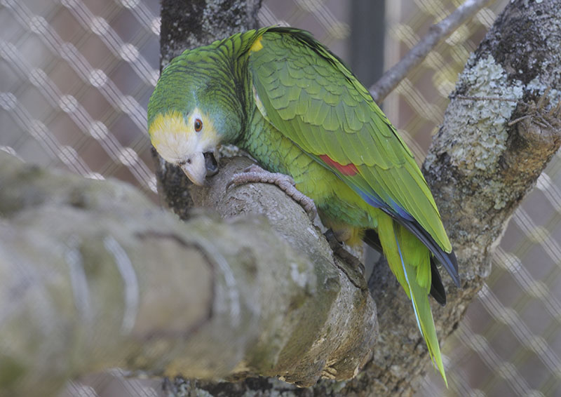 Yellow-shouldered amazon