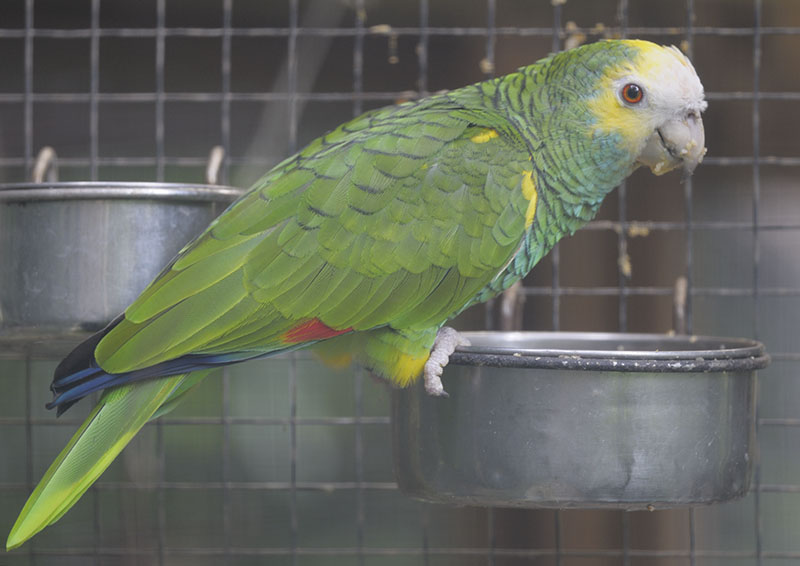 Yellow-shouldered amazon