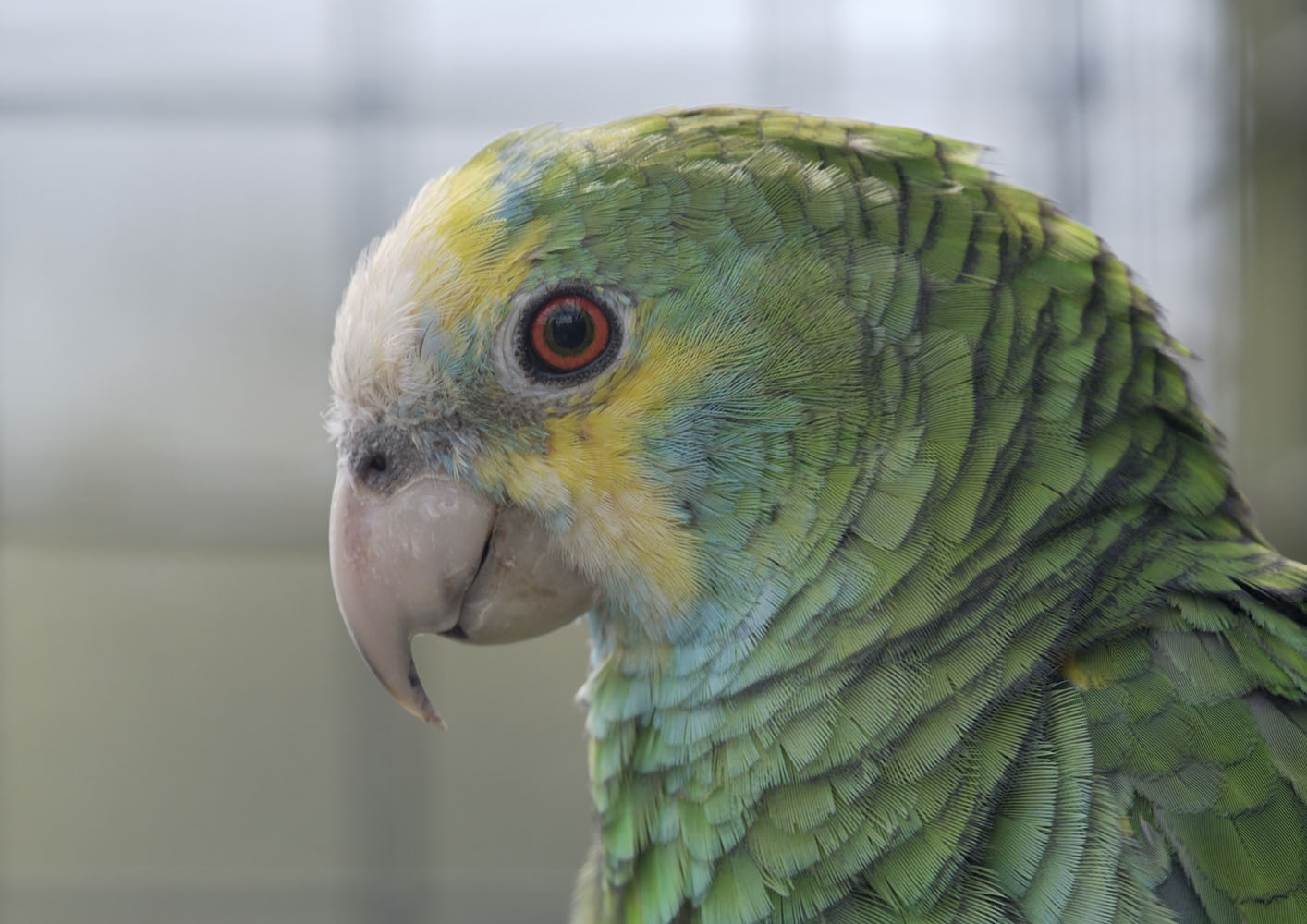 Yellow-shouldered amazon