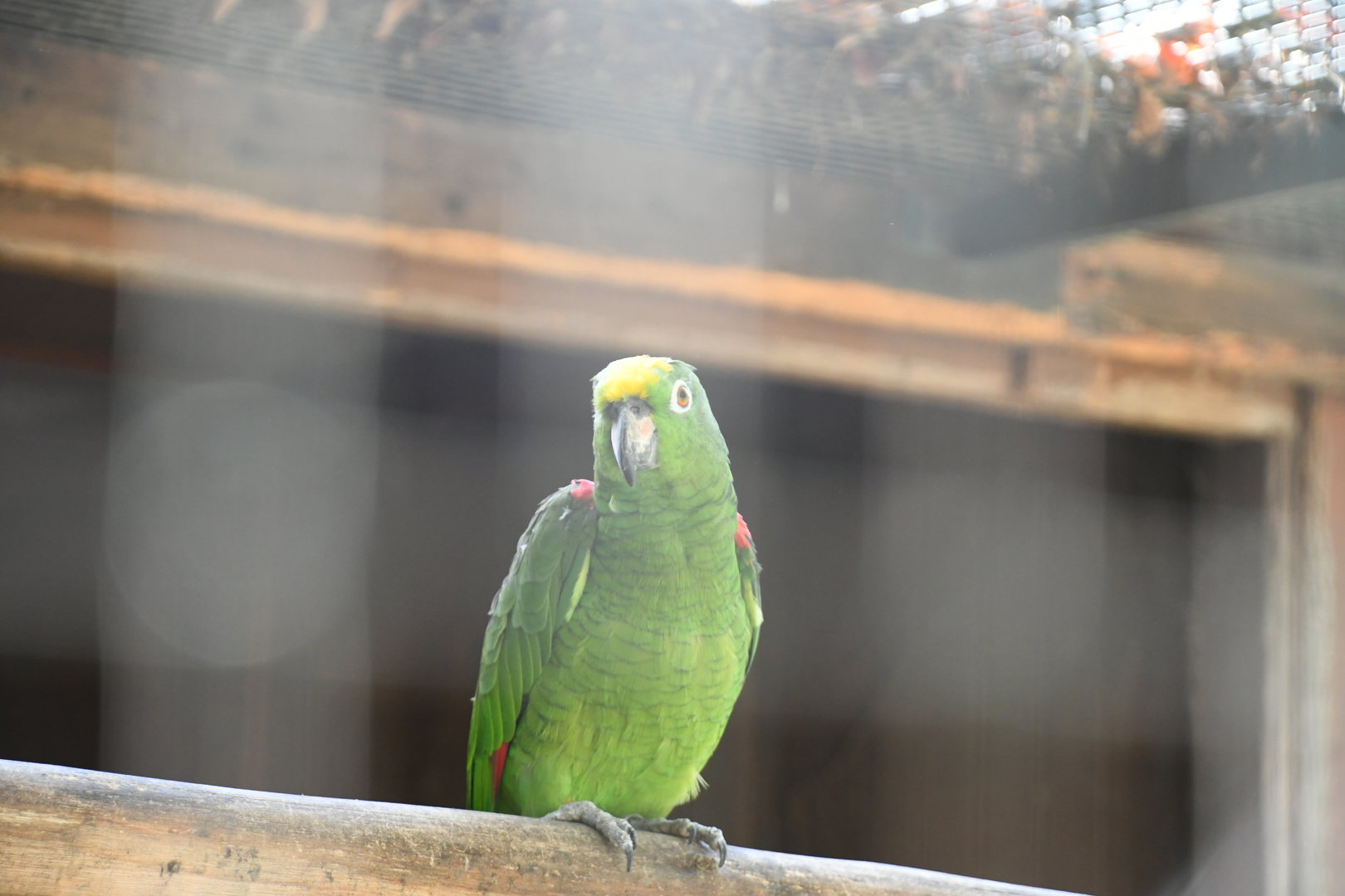 Yellow-shouldered Amazon