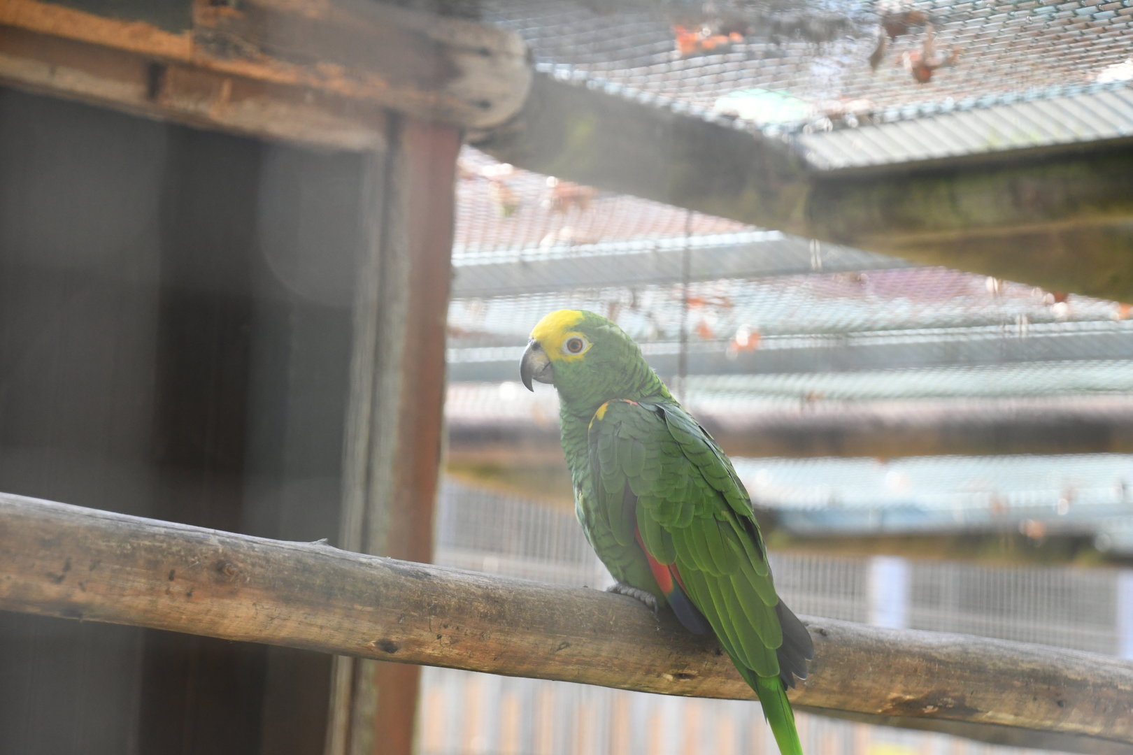 Yellow-shouldered Amazon