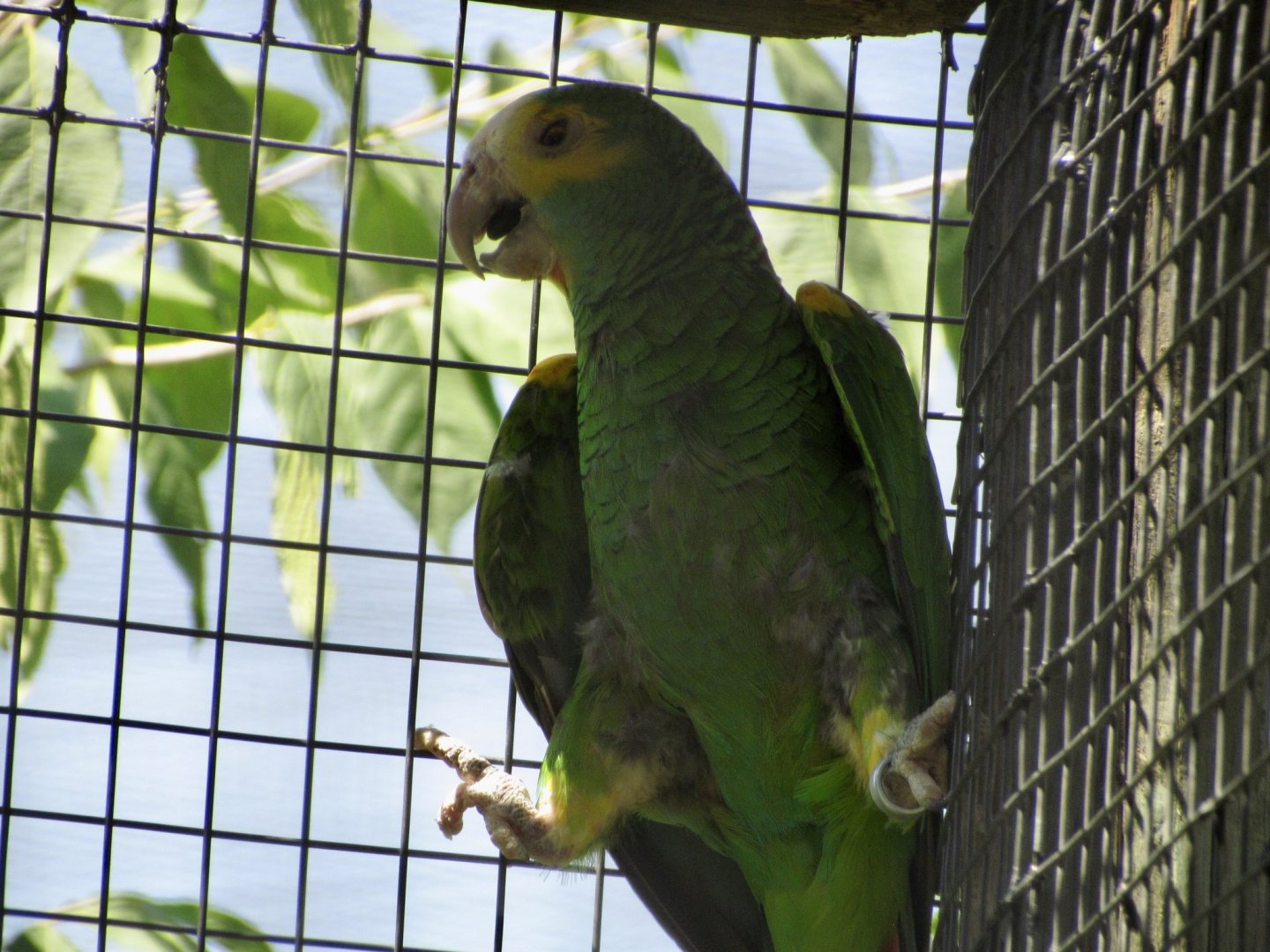 Yellow-shouldered Amazon
