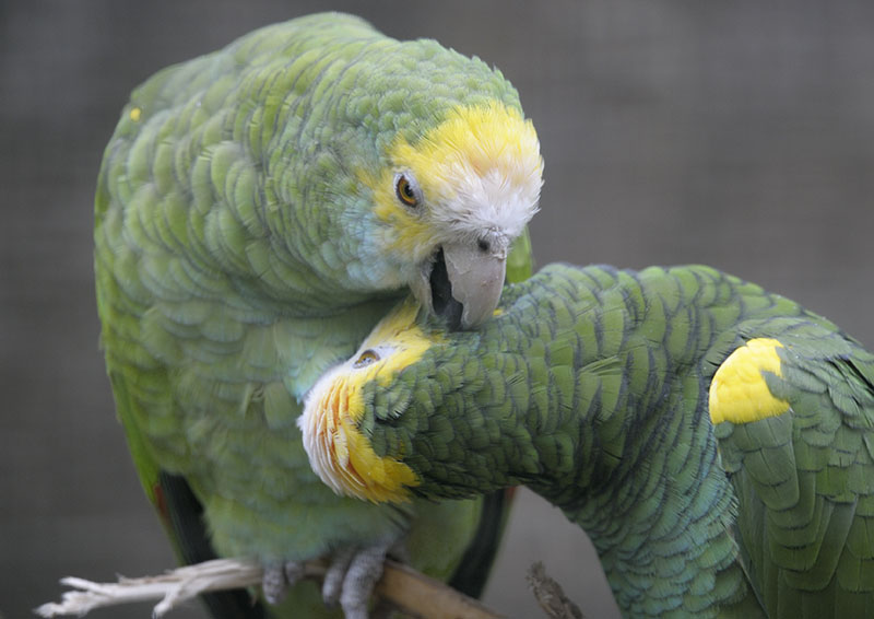 Yellow-shouldered amazons preening