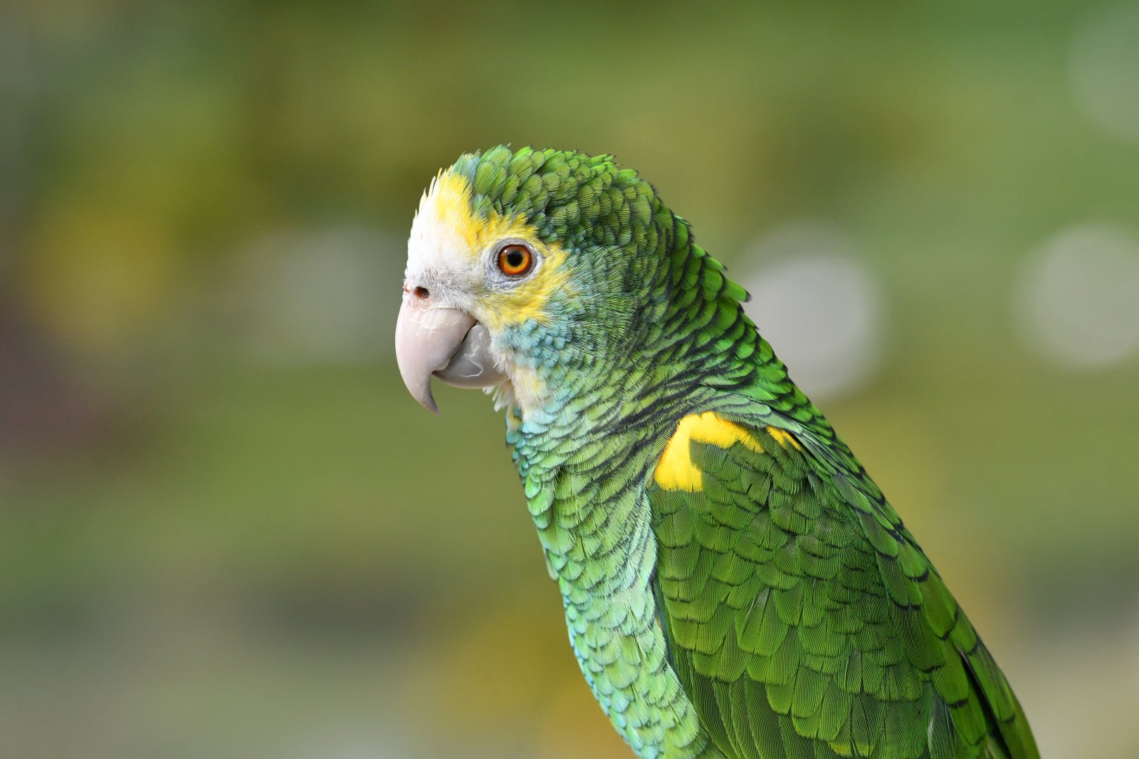 Yellow-shouldered Parrot Amazona barbadensis