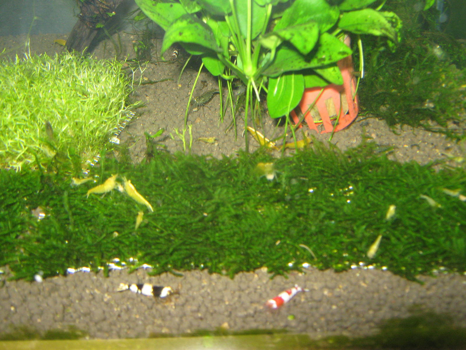 yellow shrimp (Neocaradina heteropoda)