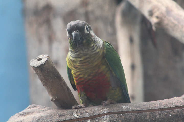 Yellow-sided conure (Pyrrhura molinae hypoxantha)