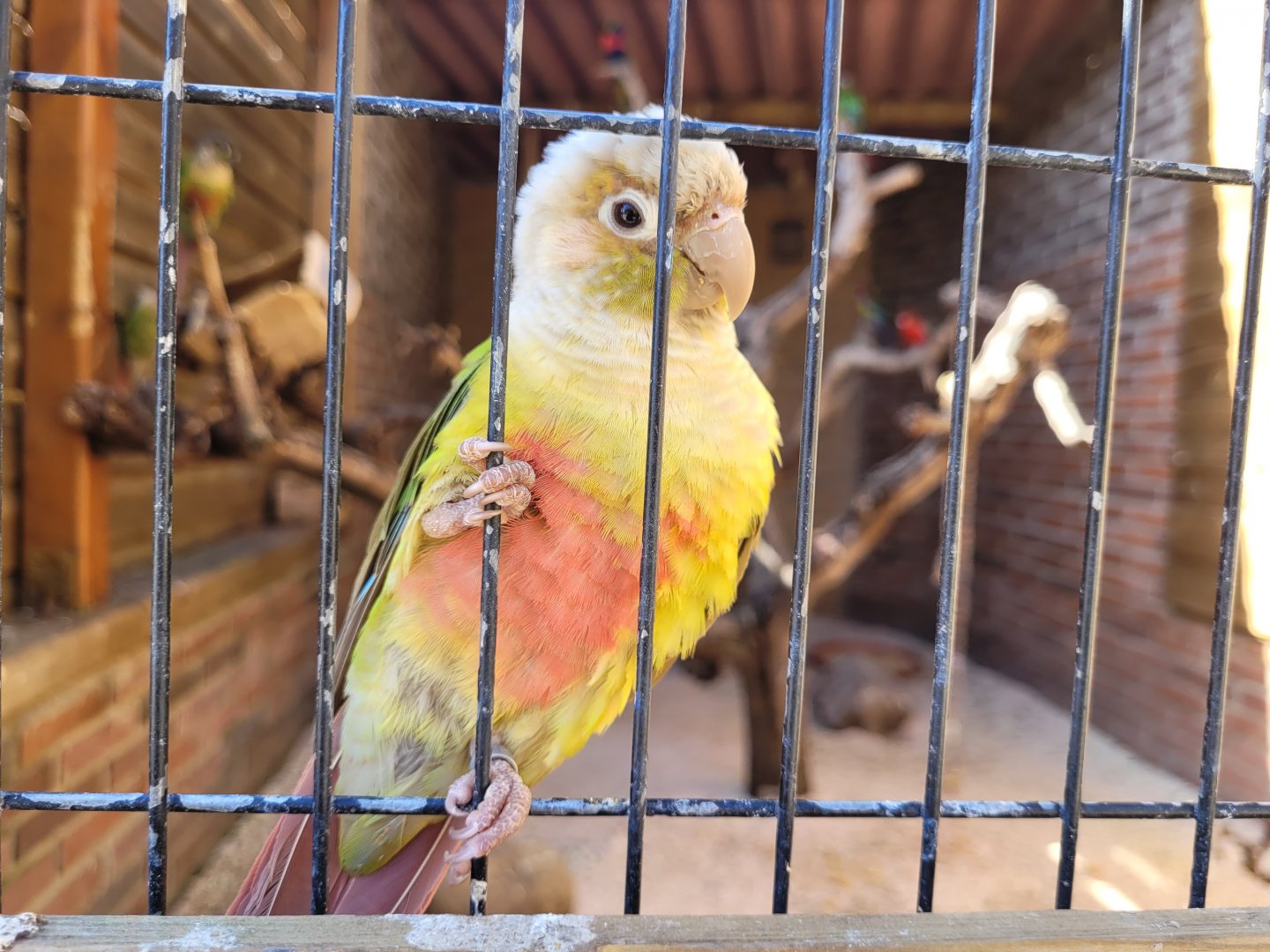 Yellow-sided parakeet -Tierra Rapaz (2024)