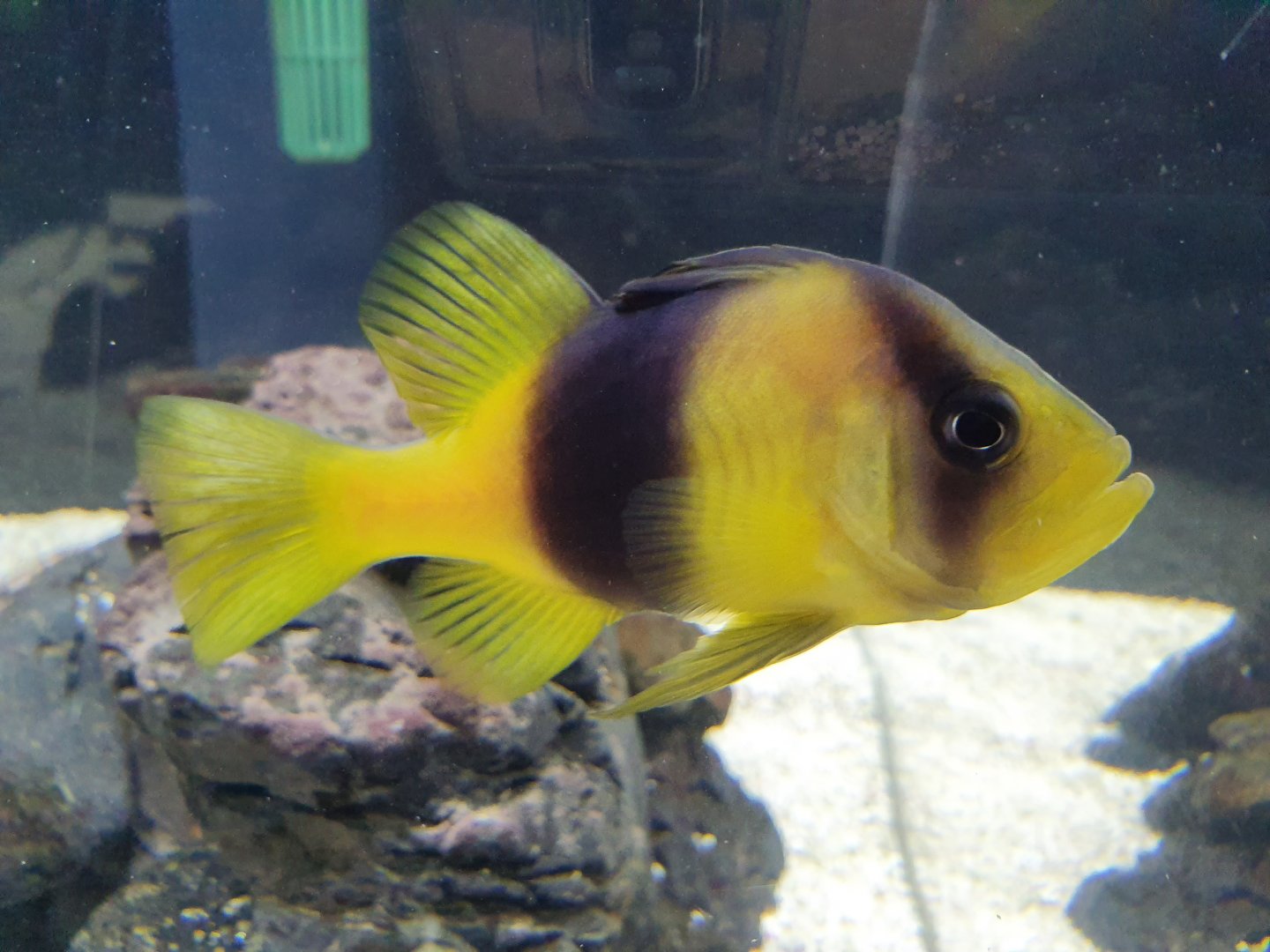 Yellow Soapfish