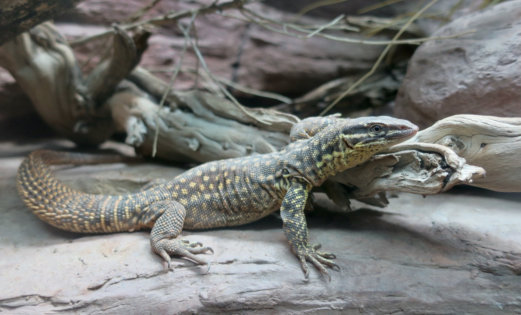 Yellow Spiny-Tailed Monitor (Varanus acanthurus brachyurus)