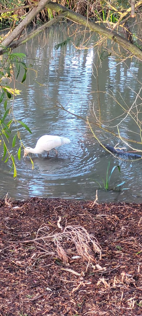 yellow spoonbill