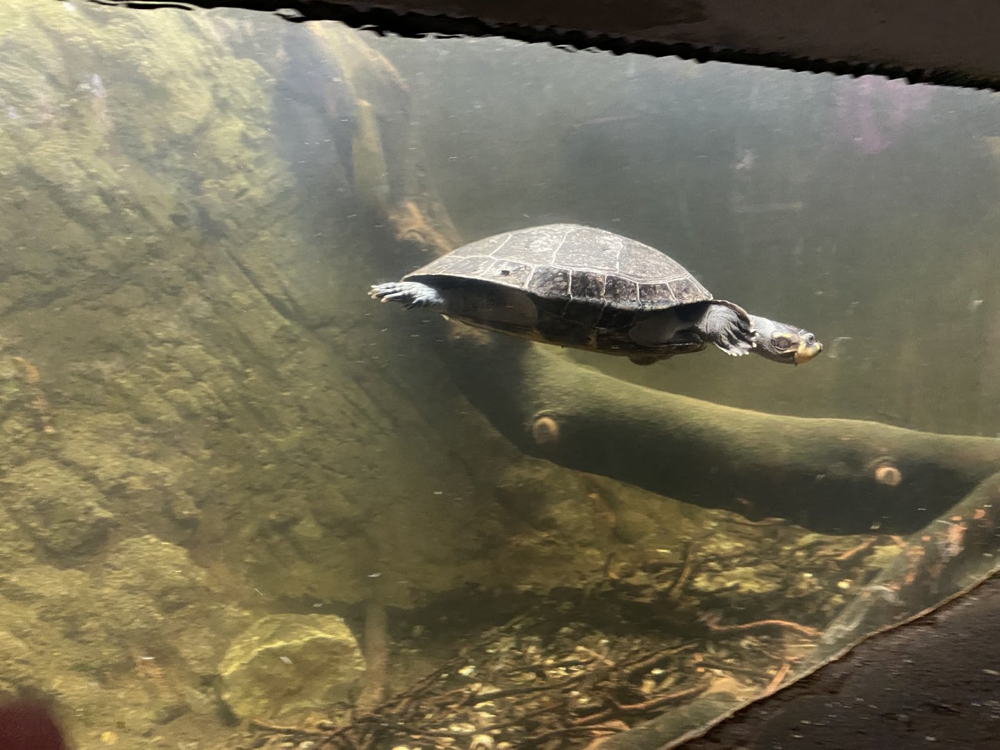 Yellow-spotted Amazon river turtle 050120