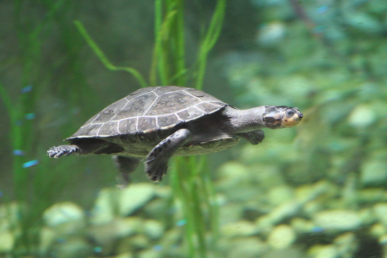 Yellow-spotted Amazon River Turtle @ Chester; 04.07.2015