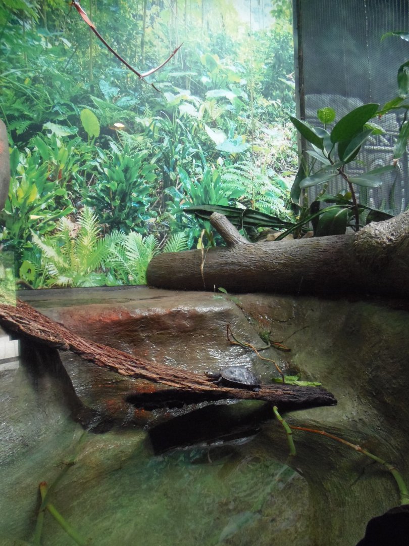 Yellow-Spotted Amazon River Turtle Exhibit