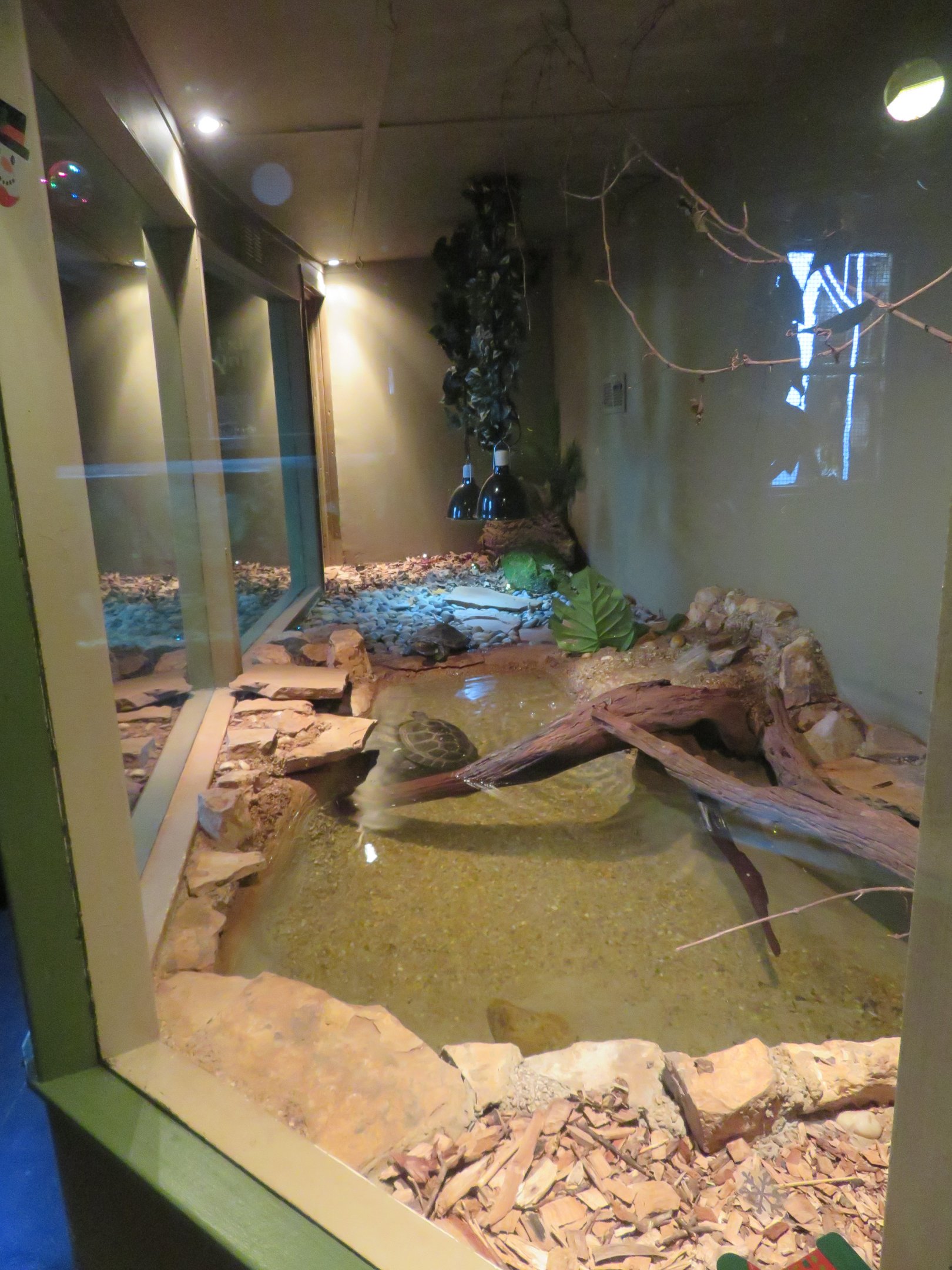 Yellow-spotted Amazon River Turtle Exhibit