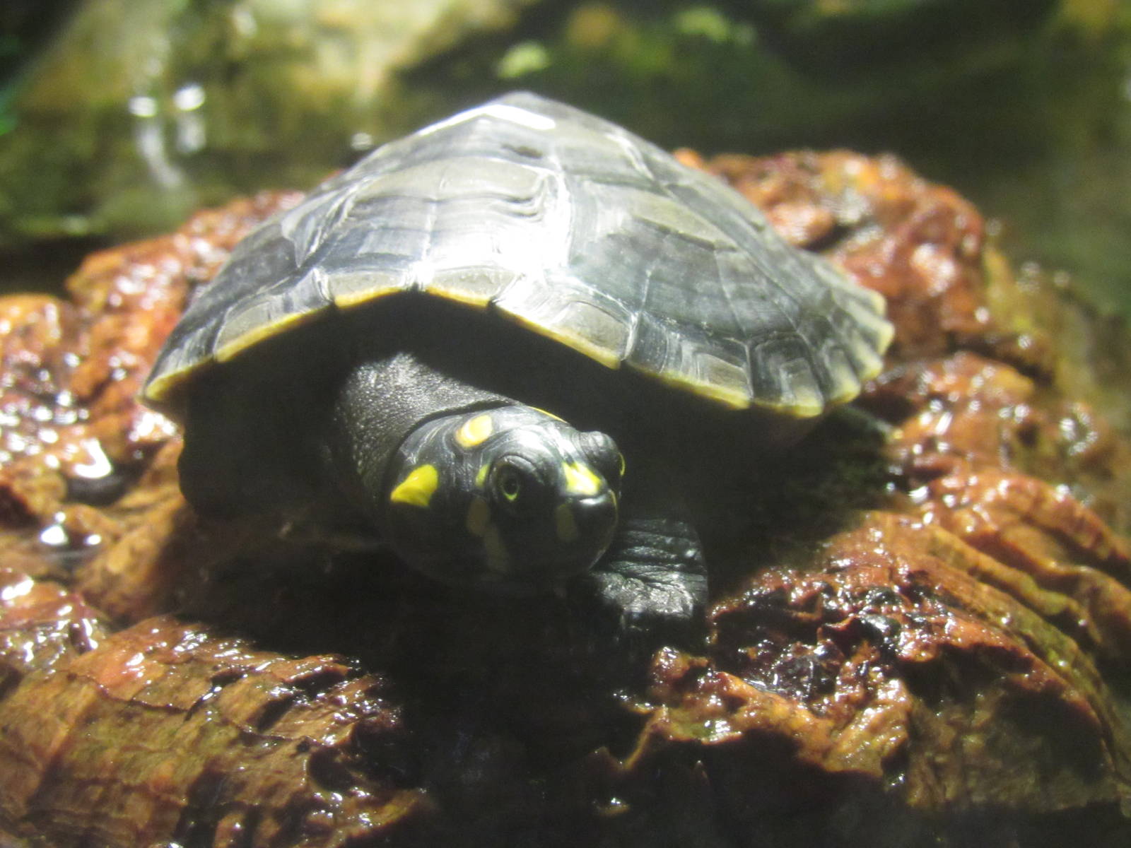 Yellow-Spotted Amazon River Turtle Hatchling