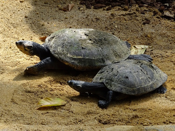 Yellow-spotted Amazon river turtle (Podocnemis unifilis) (07/22)