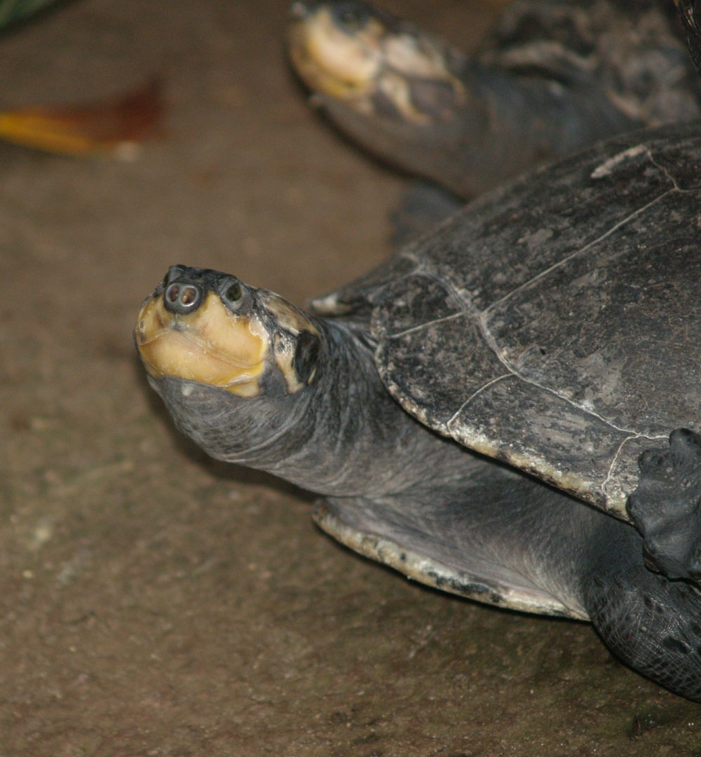 Yellow-spotted Amazon river turtle (Podocnemis unifilis), 2008-03-01