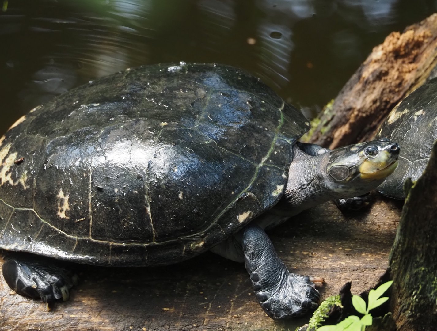 Yellow-spotted Amazon river turtle (Podocnemis unifilis), 2025-05-17