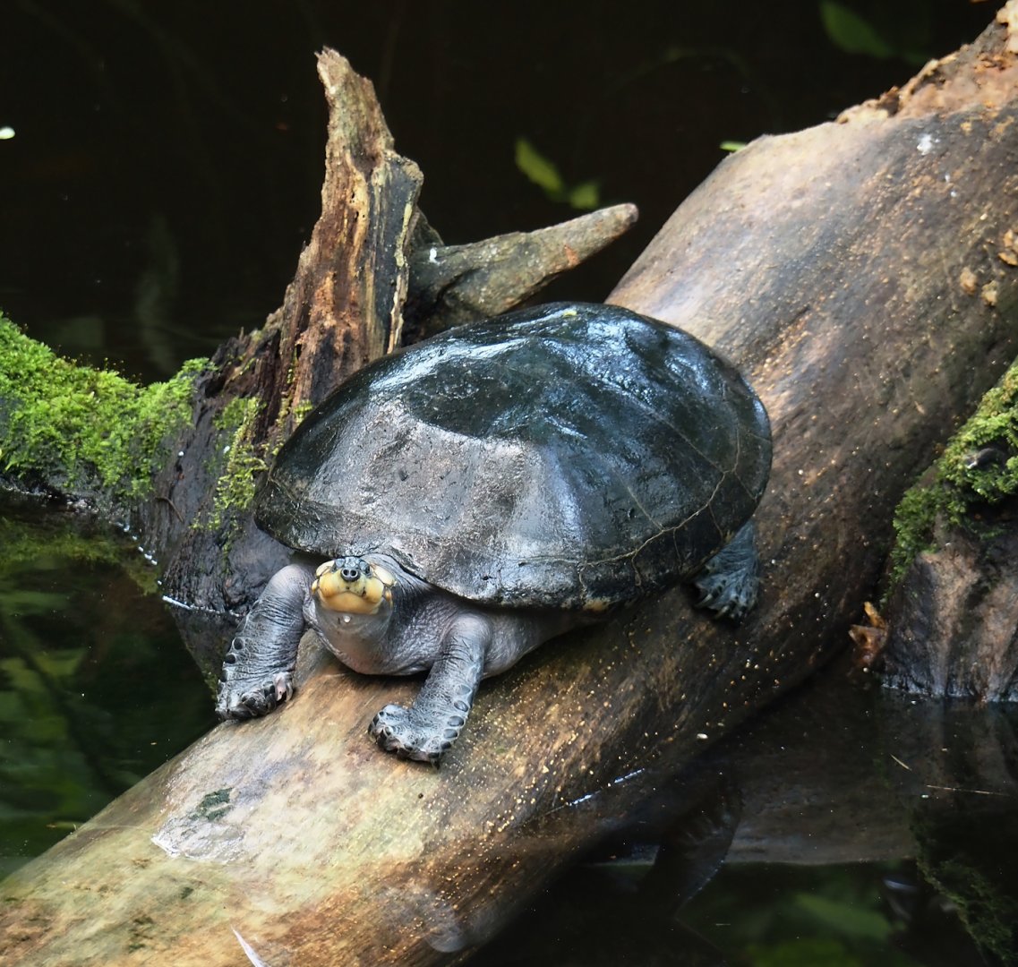 Yellow-spotted Amazon river turtle (Podocnemis unifilis), 2025-05-17