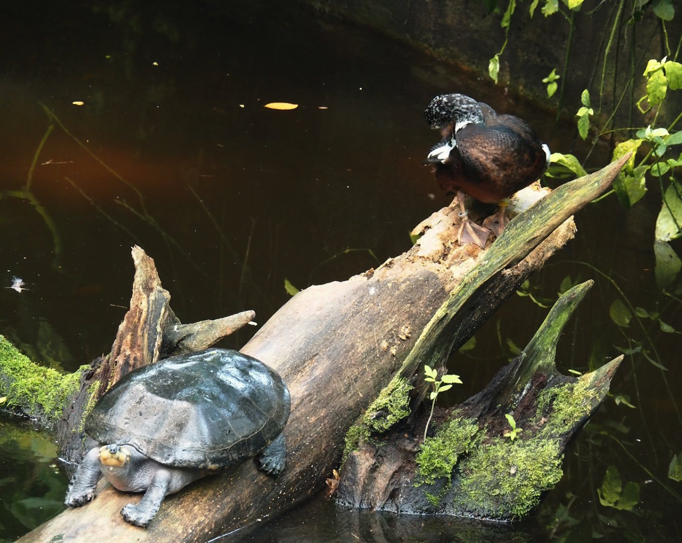 Yellow-spotted Amazon river turtle (Podocnemis unifilis) and Asian white-winged wood duck (Asarcornis scutulata), 2025-05-17