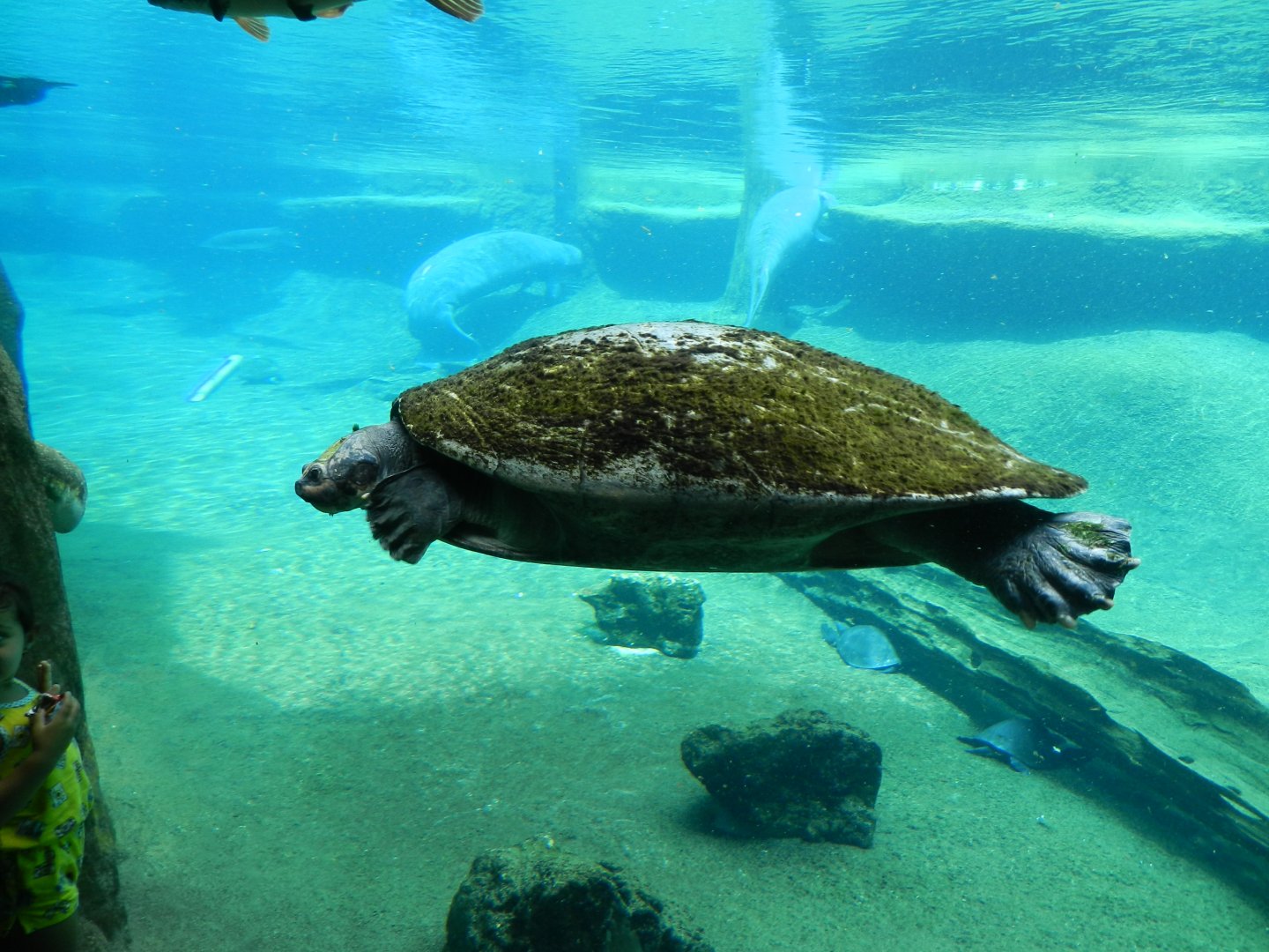 Yellow-Spotted Amazon River Turtle (Podocnemis unifilis) and Florida Manatee (Trichechus manatus latirostris) at Zoo Tampa at Lowry Park, USA