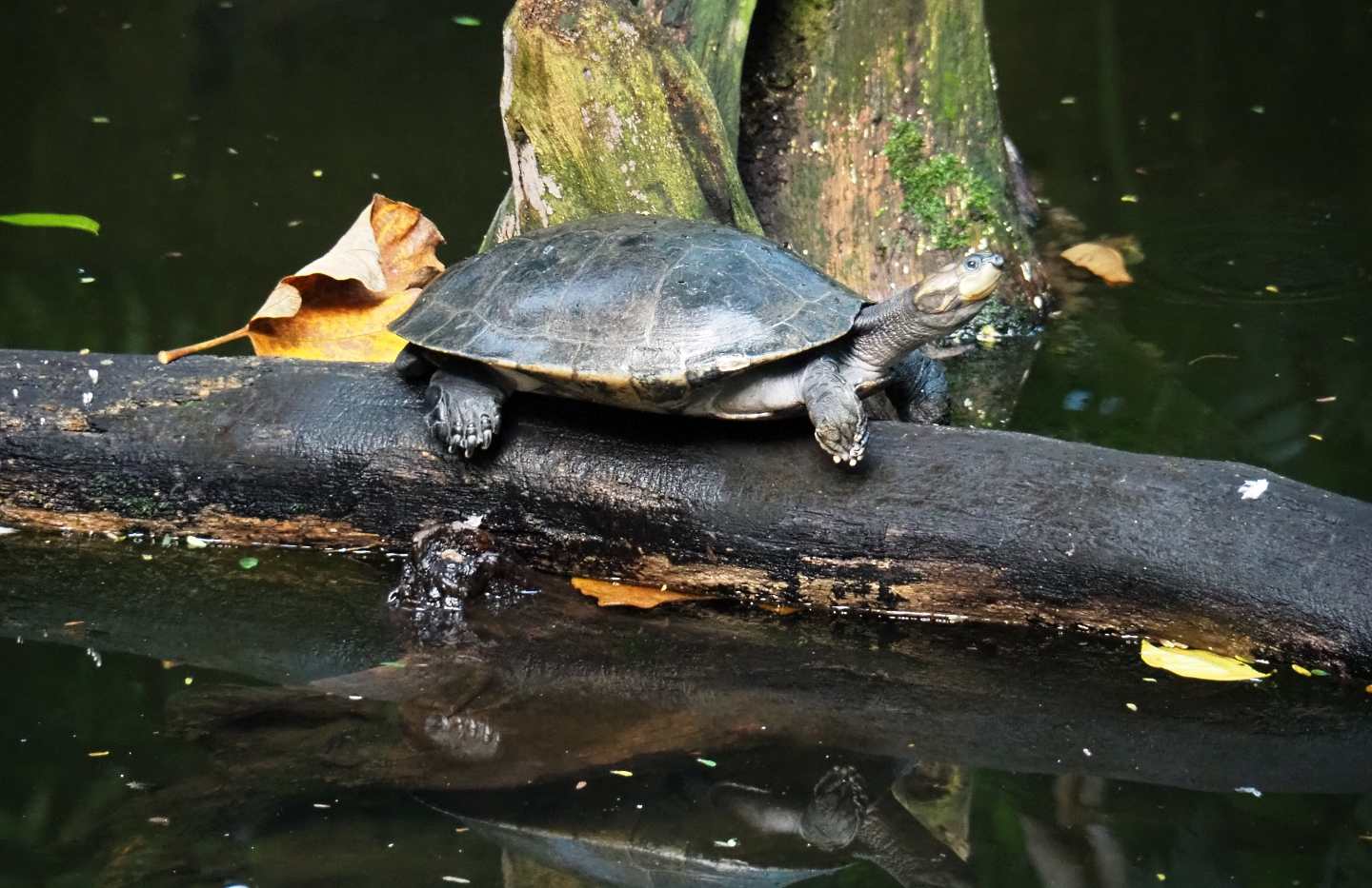 Yellow-spotted Amazon river turtle (Podocnemis unifilis), Sep 16th, 2018