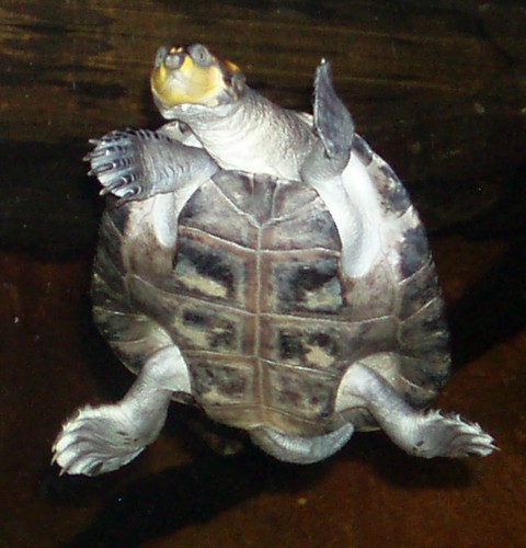 Yellow-spotted Amazon River Turtle (Podocnemis unifilis)