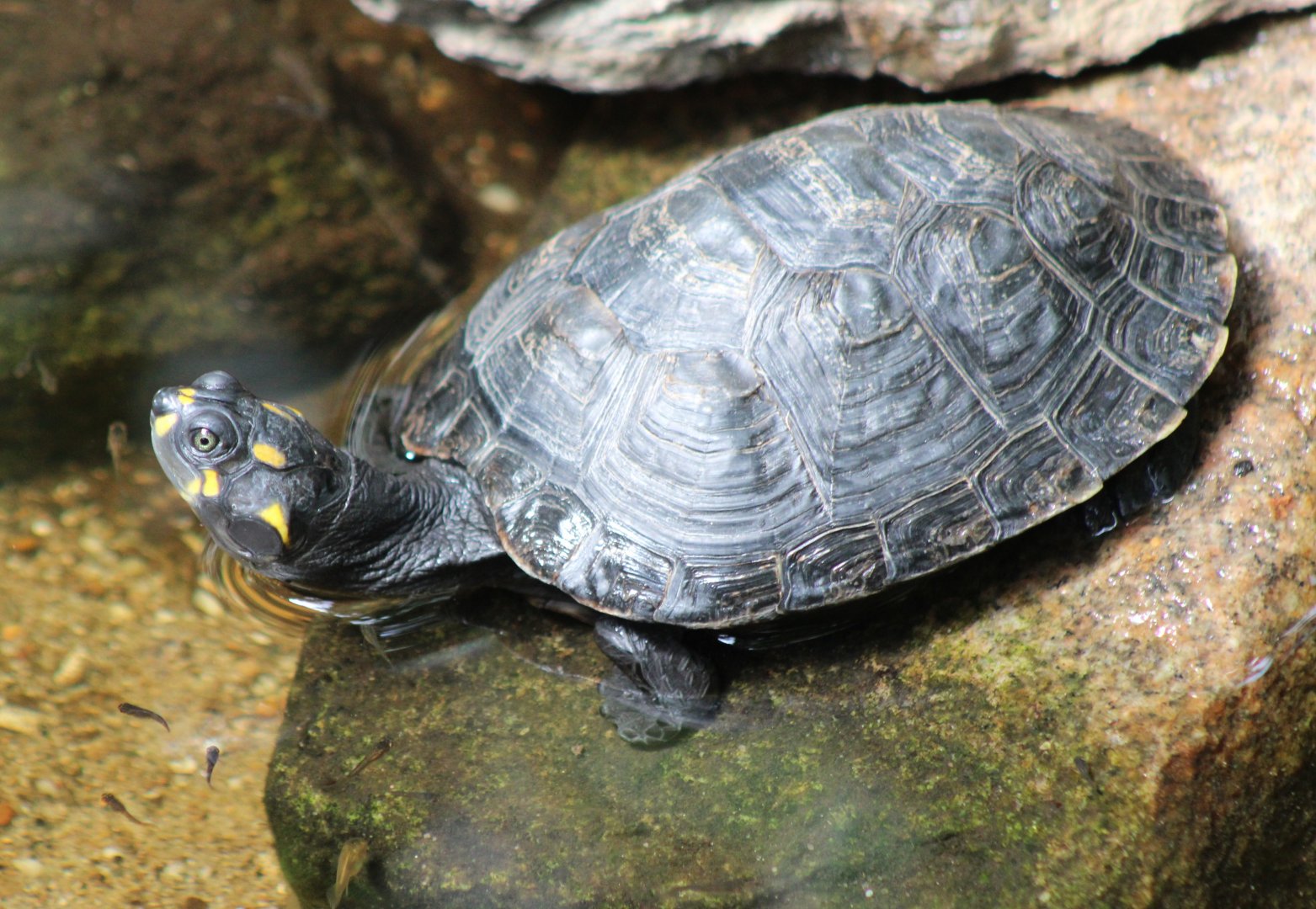 Yellow-spotted Amazon river turtle - Podocnemis unifilis