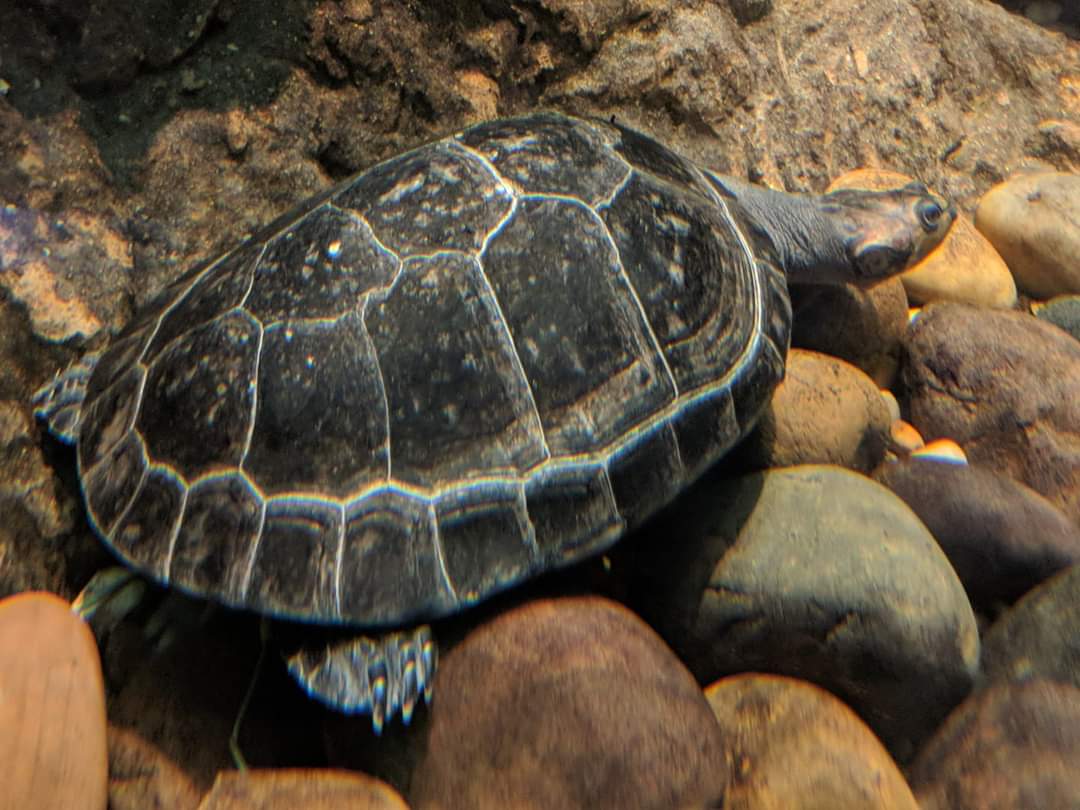 Yellow spotted amazon river turtle (Podocnemis unifilis)