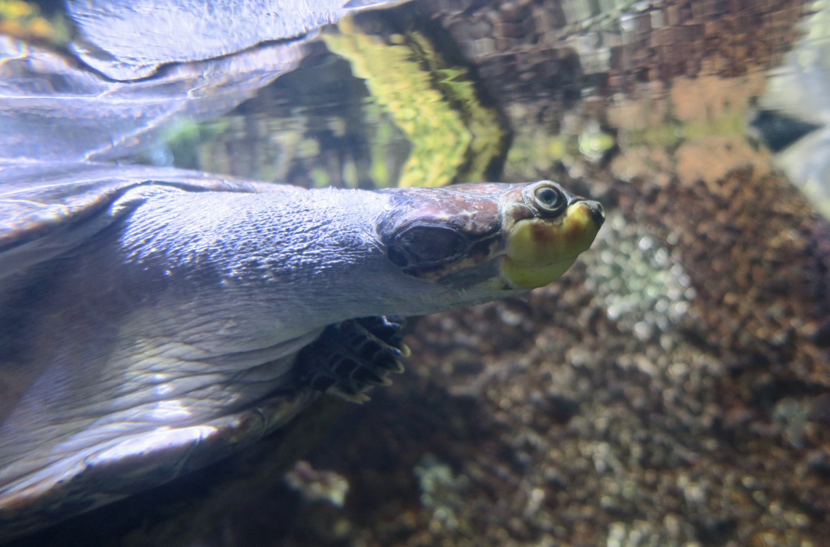 Yellow-Spotted Amazon River Turtle (Podocnemis unifilis)