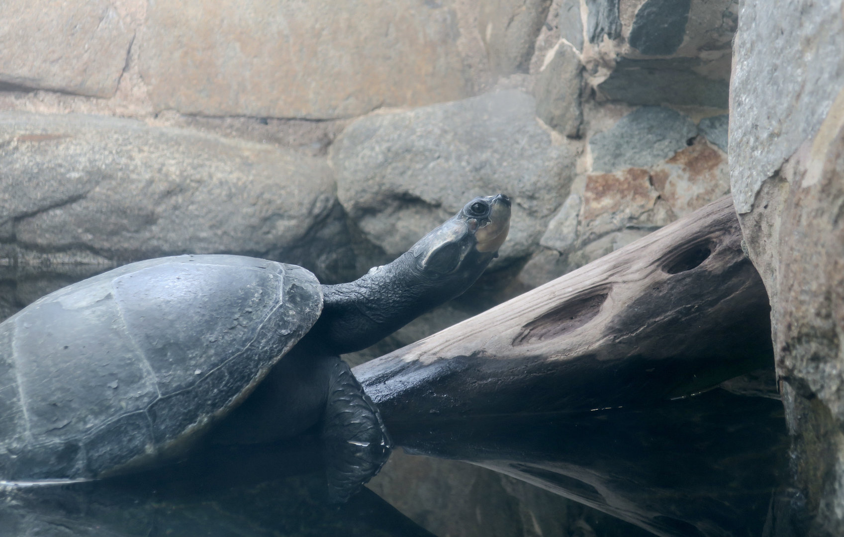 Yellow-Spotted Amazon River Turtle (Podocnemis unifilis)