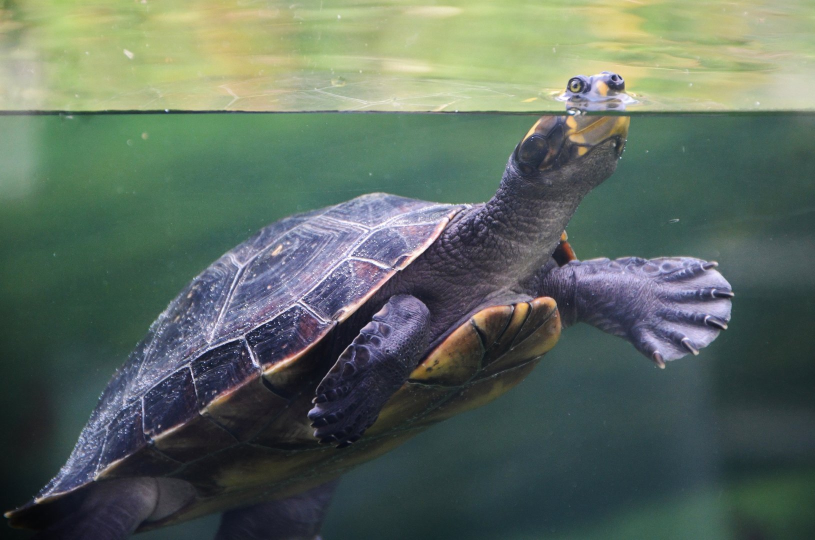 Yellow-spotted Amazon River Turtle (Podocnemis unifilis)