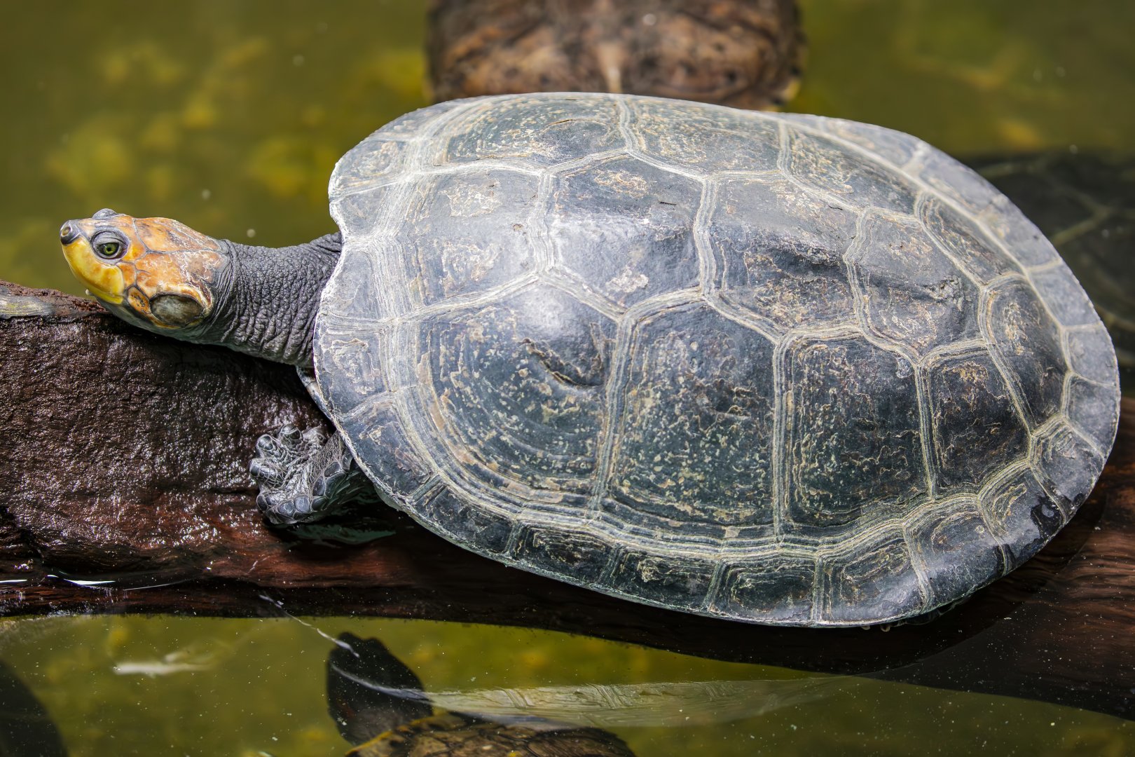 yellow-spotted Amazon river turtle(Podocnemis unifilis)
