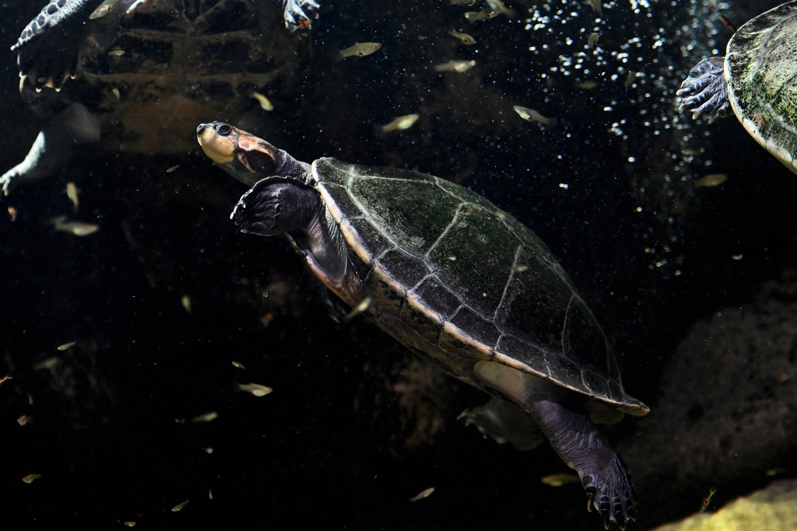 Yellow-spotted Amazon river turtle Podocnemis unifilis