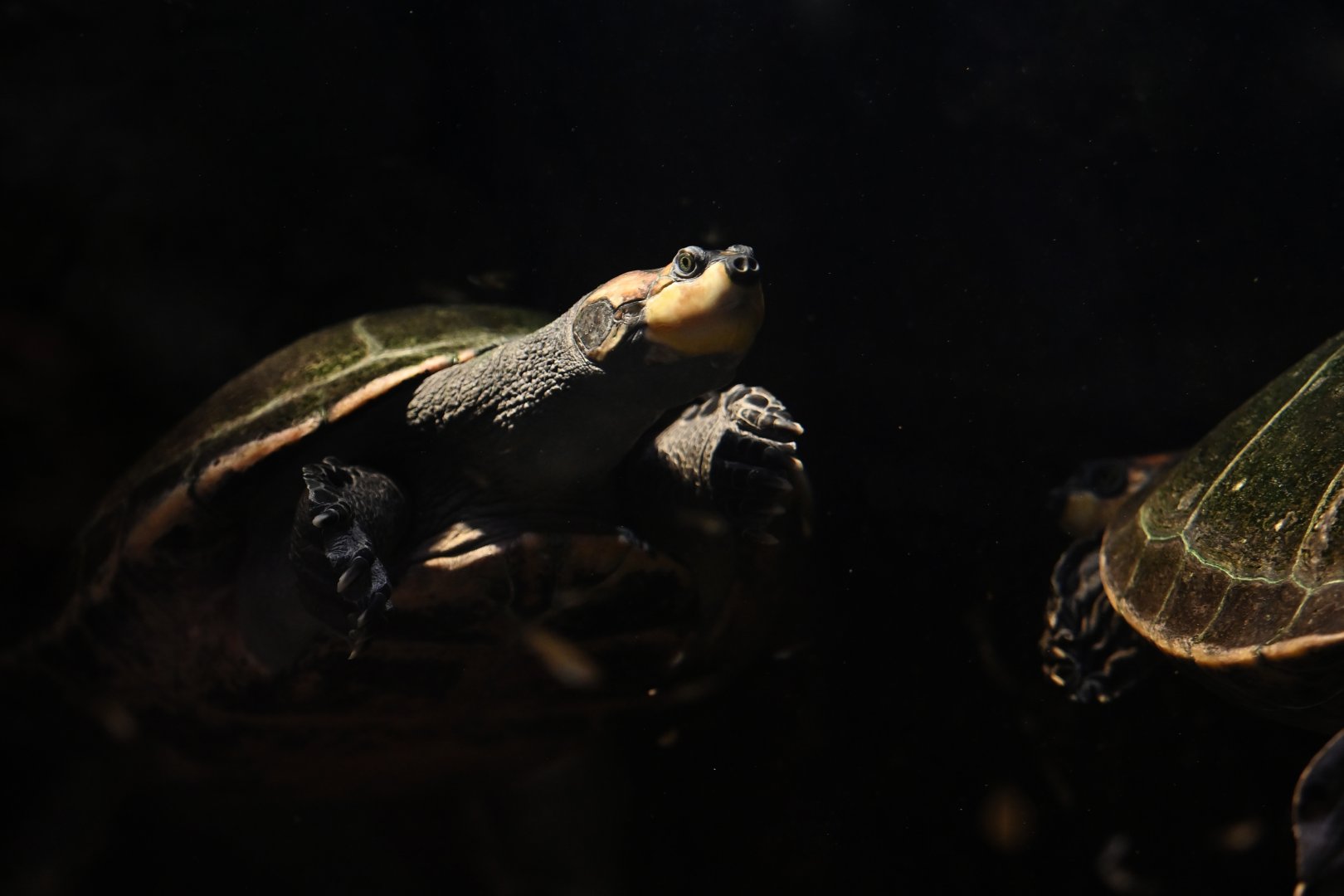 Yellow-spotted Amazon river turtle Podocnemis unifilis
