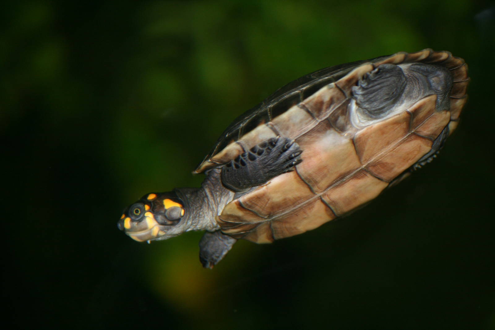 Yellow-spotted Amazon river turtle