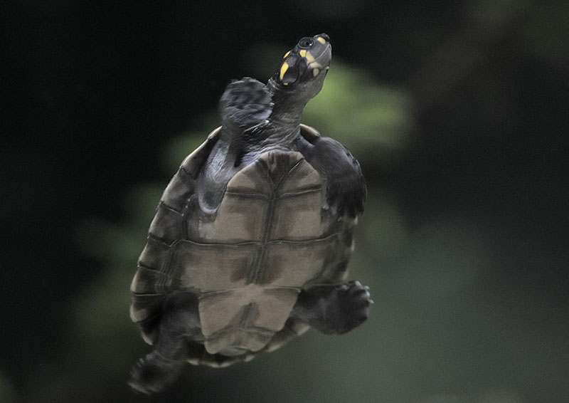 Yellow-spotted Amazon river turtle