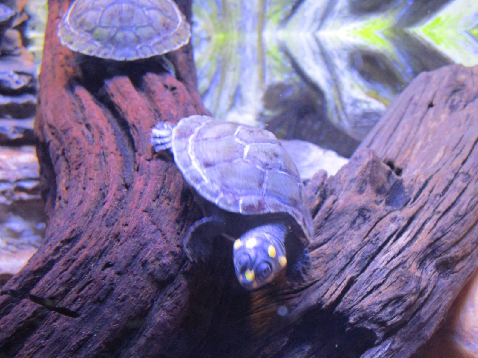Yellow Spotted Amazon River Turtle