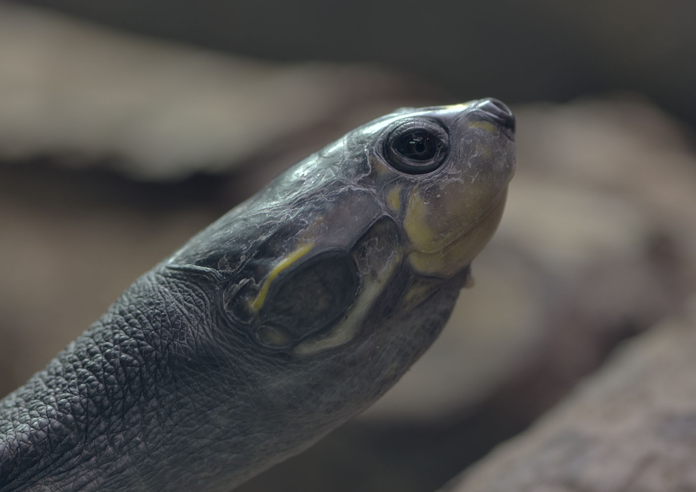 Yellow-spotted Amazon river turtle
