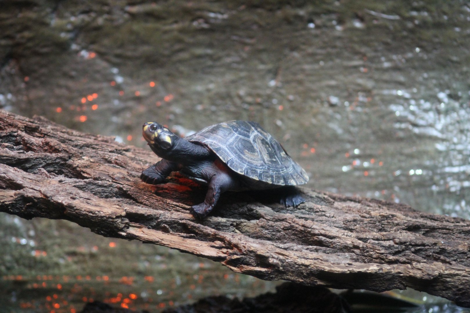 Yellow-Spotted Amazon River Turtle