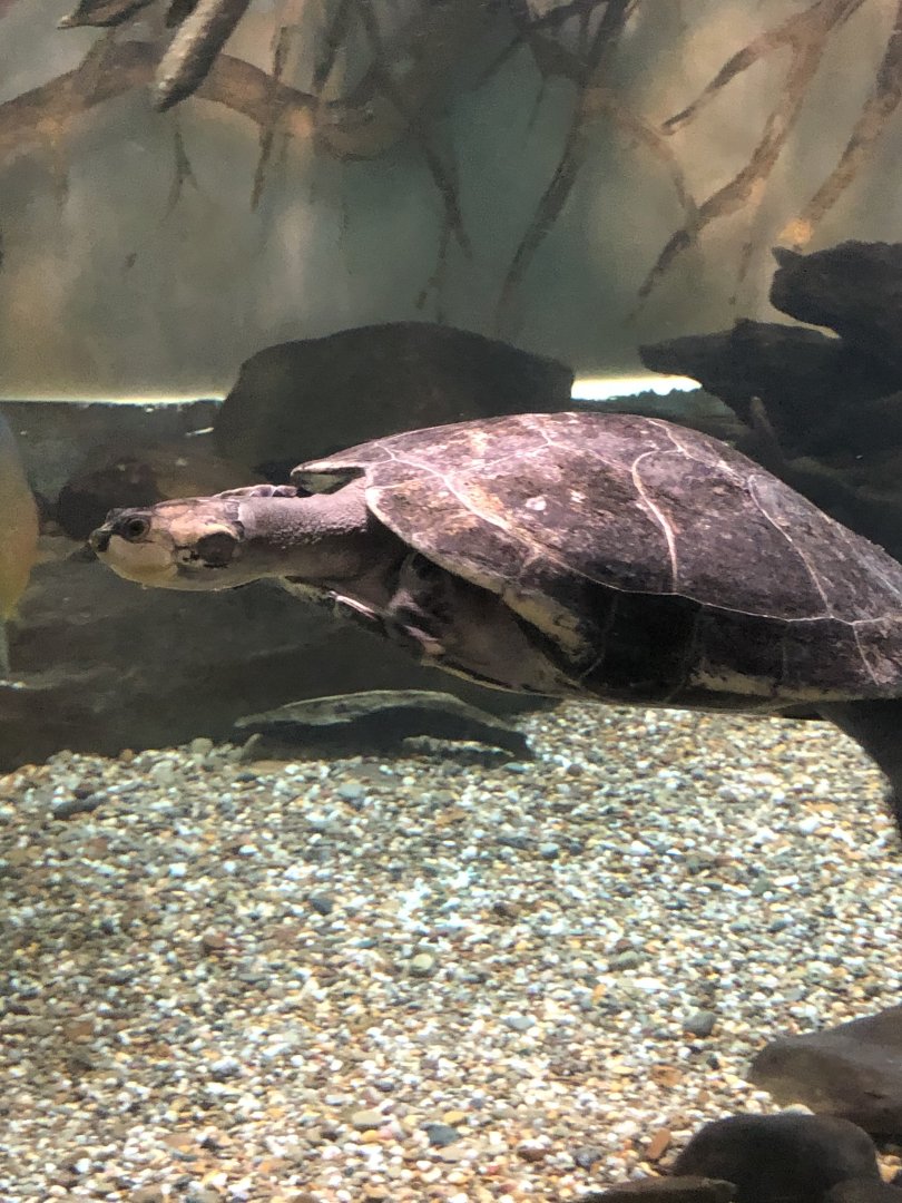 Yellow-spotted Amazon River Turtle