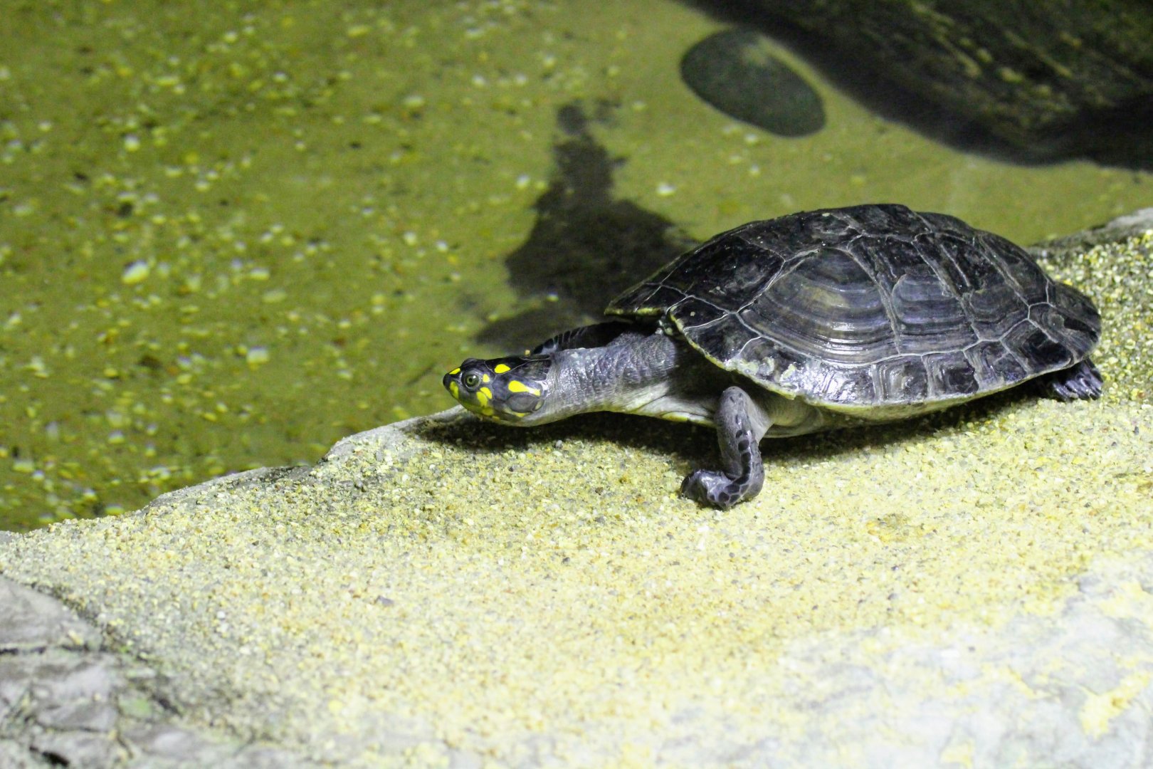 Yellow-spotted Amazon River Turtle