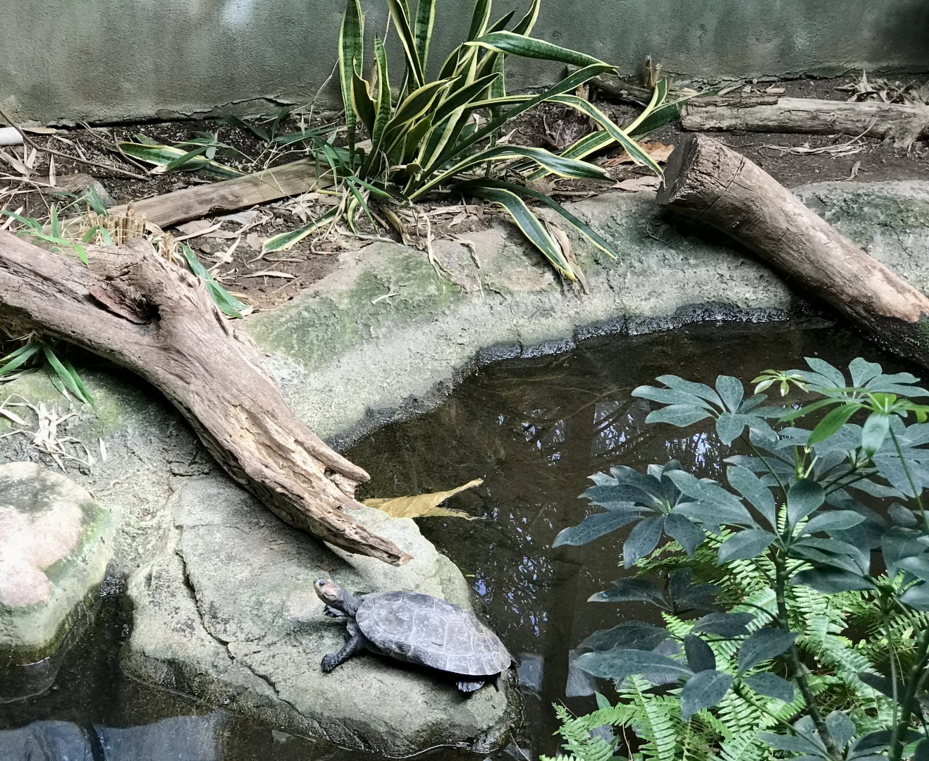 Yellow-spotted Amazon River Turtle