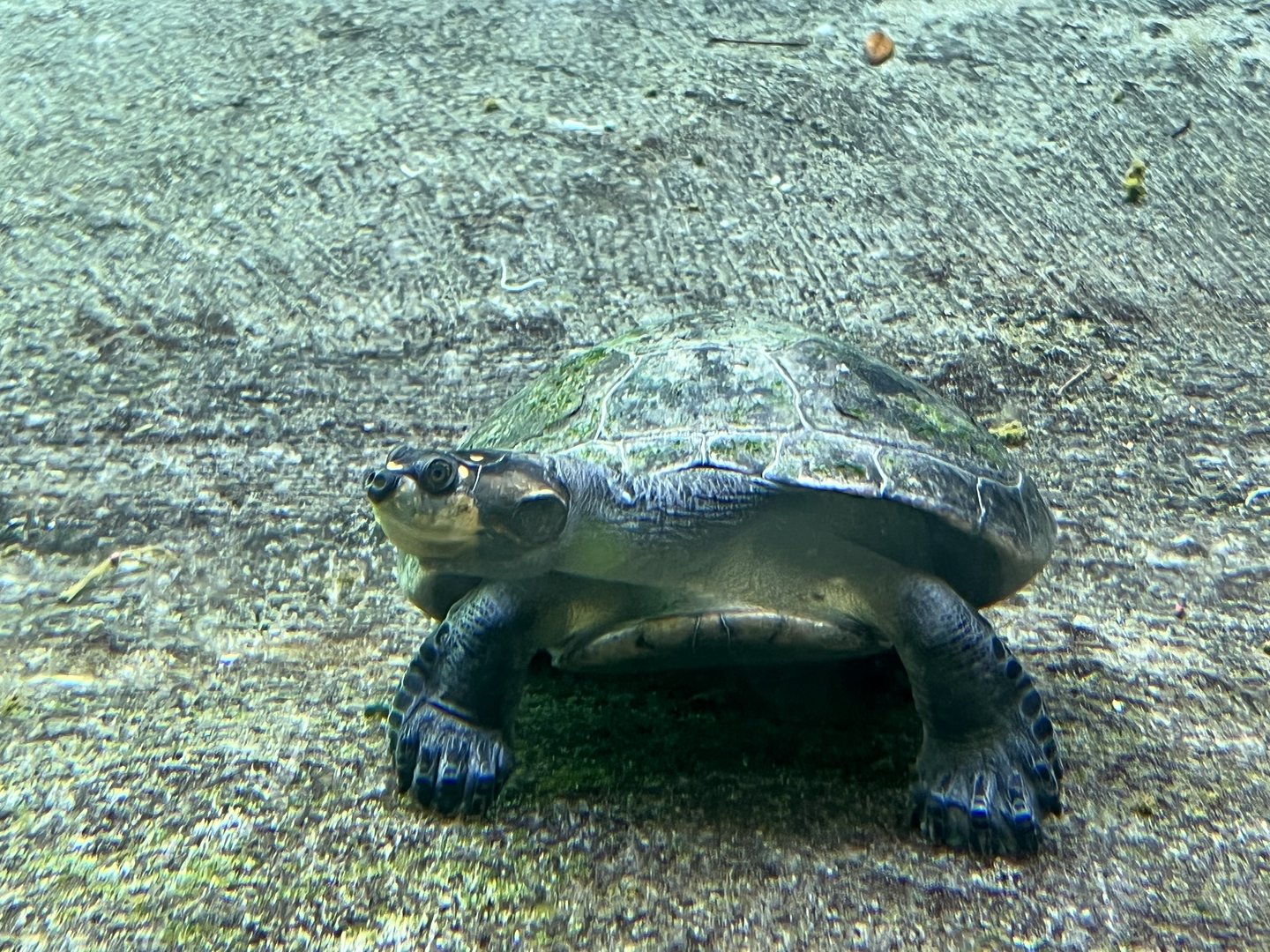 Yellow-spotted Amazon River Turtle